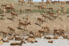 Мясо сайгака официально поступит в продажу — цена уже известна