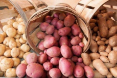 Действительно ли белый картофель вреднее фиолетового? Ученые раскрывают неожиданную правду