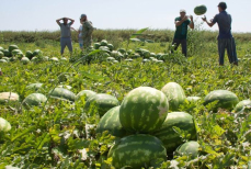 В Казахстане начали собирать арбузы 