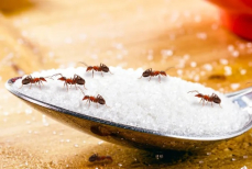 Как избавиться от муравьев, когда они атаковали дачу