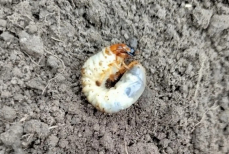 Как защитить участок от личинок хруща — три эффективных способа борьбы