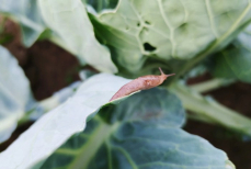 Два компонента в ведро — и капуста защищена на весь сезон. Универсальный инсектицид от всех вредителей