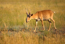 Деликатес по-казахстански. Колбаса из сайгака — польза и риски