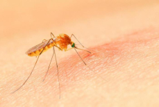 ВОЗ предупреждает — вирус чикунгунья может стать причиной новой эпидемии