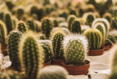 Правда ли, что кактус на столе защищает от радиации? Раскрыта вся правда