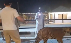 Ислам Махачев выгулял тигра на поводке. Видео