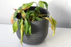 Как спасти комнатные растения простым способом