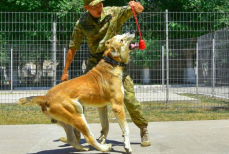Как тазы и тобеты помогают КНБ в Казахстане — рассказ кинологов