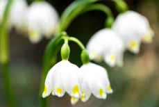 Названы ядовитые растения, которые лучше не выращивать в саду