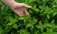 Это растение улучшает пищеварение и состояние мозга. Есть у многих на огороде