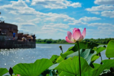 Казахстанцам грозит крупный штраф за незаконный срыв цветов