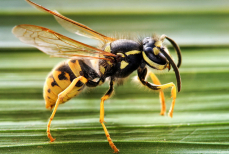 Как избавиться от ос на даче — три народных метода, не требующих разрушения гнезда