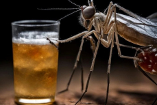 Комары больше всего любят жалить «пышек» и алкоголиков