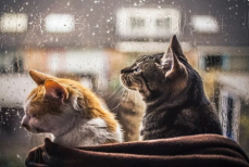 Резкое похолодание до +15 и дожди с грозами накроют Казахстан