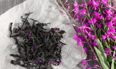 Полезен ли иван-чай для здоровья