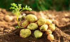 Генетики установили необычное прошлое картофеля