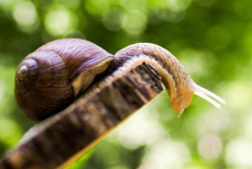 Можно ли чем-нибудь заразиться от улиток