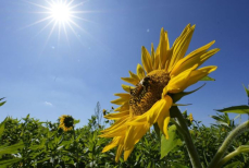 От холодов до жары — каким будет август 2025 в Казахстане