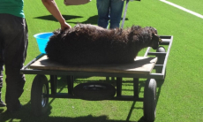 «Баран в воротах и 22 часа в поезде». Что удивило словацкие СМИ перед матчем с «Кайратом»