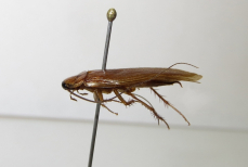 Как избавиться от тараканов без яда — поможет обычное средство с кухни