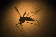 Комара назвали самым смертоносным хищником на планете