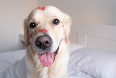 Ветеринар рассказал, можно ли целовать домашних животных