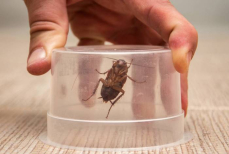 Чем опасны тараканы в квартире для человека — угрозы и как их избежать