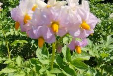 Удалять или оставить? Что будет, если обрывать цветы у картошки — ответ удивит многих дачников