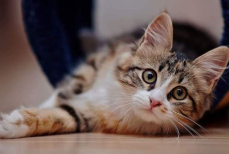 Ветеринар раскрыл, какие слова делают кошек счастливее и здоровее