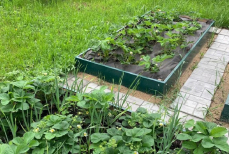 Это средство — эффективный помощник в саду и огороде. Защитит от вредителей и грибка