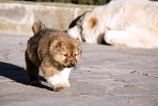 Сохранять и популяризировать тазы и тобета призвал Токаев