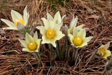 В Бурабае в разгар лета зацвел подснежник