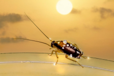 Врач предупредил о проблемах со здоровьем из-за убийств тараканов тапками