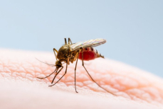 В Китае сообщили о росте заражения лихорадкой чикунгунья