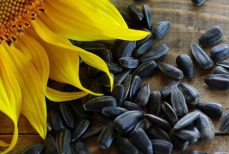 Пять причин отказаться от семечек