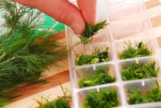 Засушить или заморозить — как заготовить свежую зелень на зиму