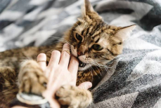 Почему кошка кусается, когда ее гладишь