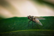 Мухи ненавидят этот запах — он быстро выгонит их из вашего дома. Поможет дешёвое средство 