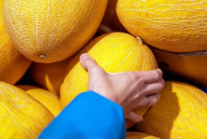 Как выбрать вкусную и сладкую дыню