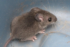 Как избавиться от мышей дома или на участке — гуманный способ. Нужны лишь два ингредиента