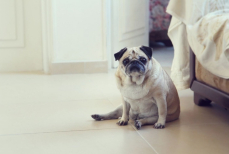 Какие породы собак чаще страдают от лишнего веса