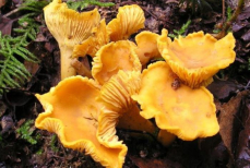 Грибы лисички имеют опасного «двойника». Как не принести из леса яд