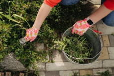 Как избавиться от сорняков на даче