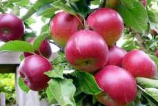 Как определить, что яблоки и груши готовы к сбору