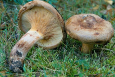 Этот гриб когда-то считался деликатесом, а сейчас он очень опасен