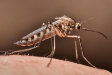 Опасен ли вирус чикунгунья для казахстанцев — ответ Минздрава