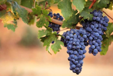 Кому и зачем нужно есть виноград, рассказали ученые