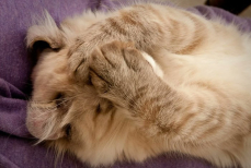 Почему кошки прикрывают мордочку лапой во сне — раскрыт скрытый смысл милой привычки