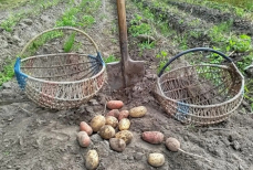 Почему картошка не уродила — ошибки, которые губят урожай даже у опытных огородников