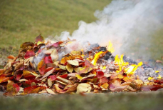Учёные рассказали, почему вредно жечь листву